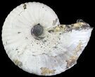 Rhaeboceras Ammonite - Montana #62611-1